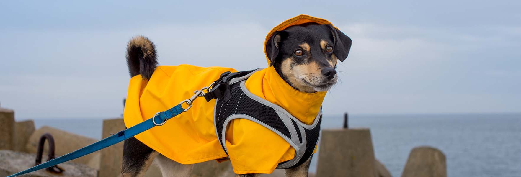 Coat for dogs afraid of clearance storms