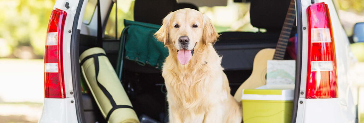 Helping Your Dog Overcome Travel Anxiety: 5 Effective Tips