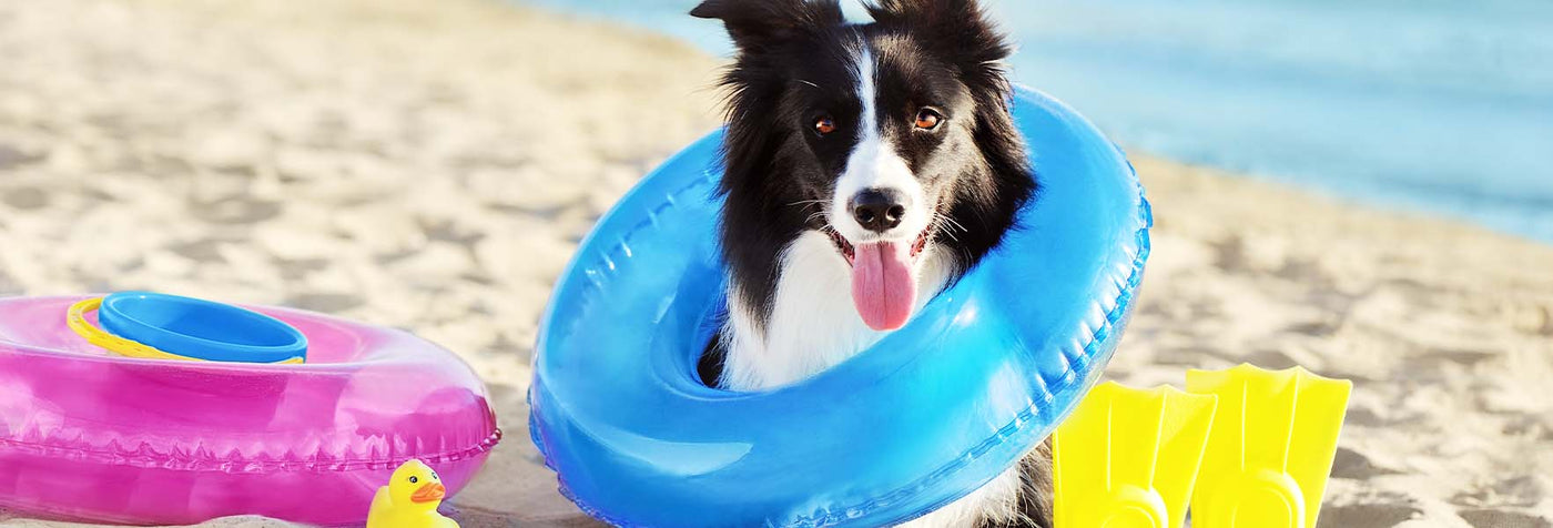 6 Water safety tips to keep your dog safe