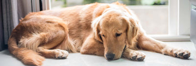 Signs of stress in dogs and how CBD can help