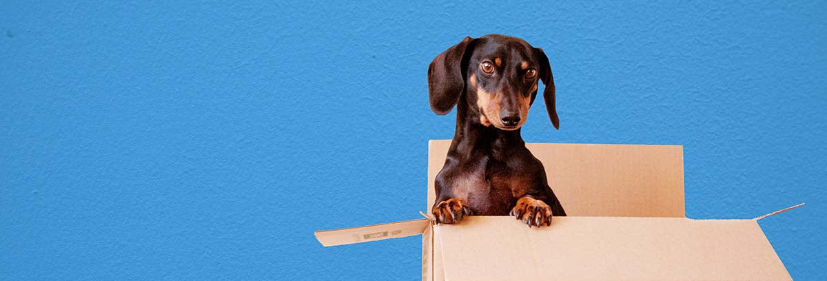 The Challenges of Bringing Your Pet to a New Home