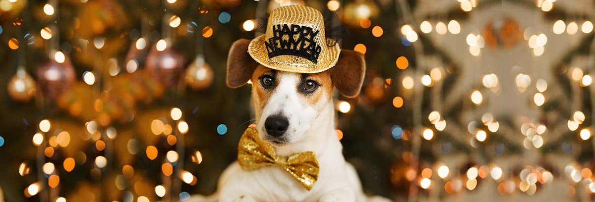 Is Your Dog Ready For The New Year Fireworks?