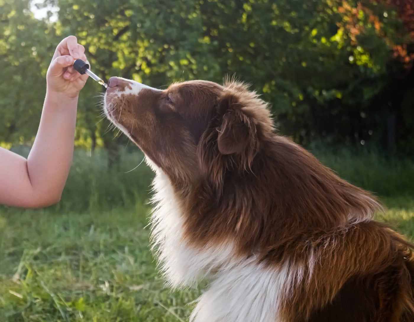 CBD For Dogs: It's Benefits For Stress & Separation Anxiety