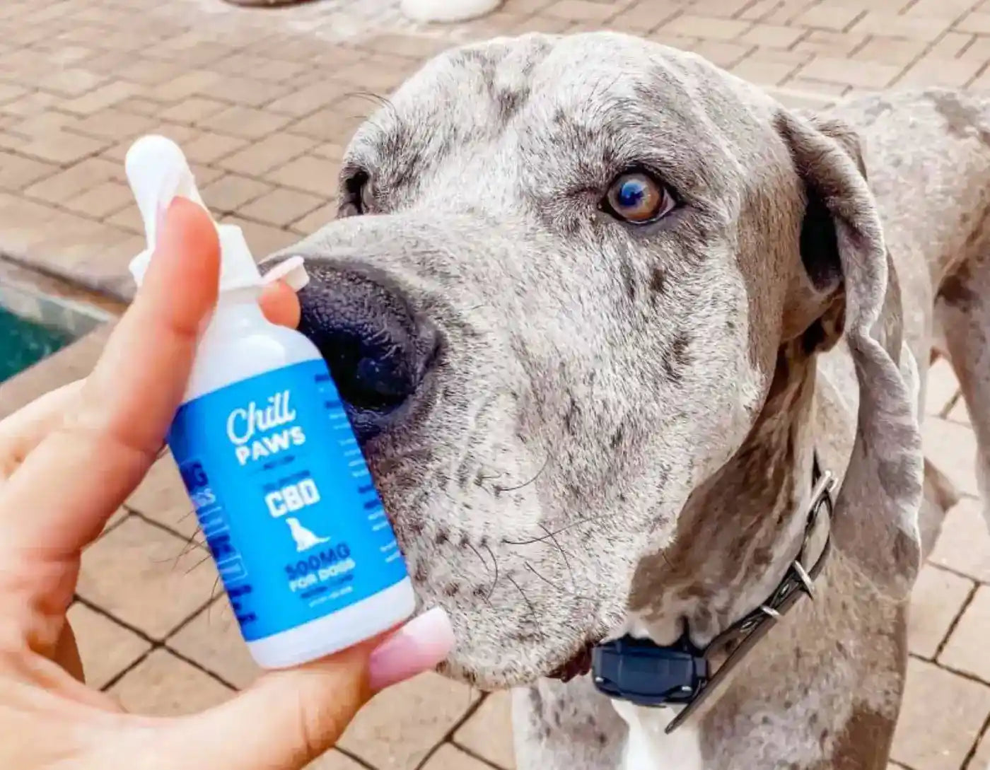 Reducing Canine Arthritis Symptoms with CBD Tinctures Chill Paws