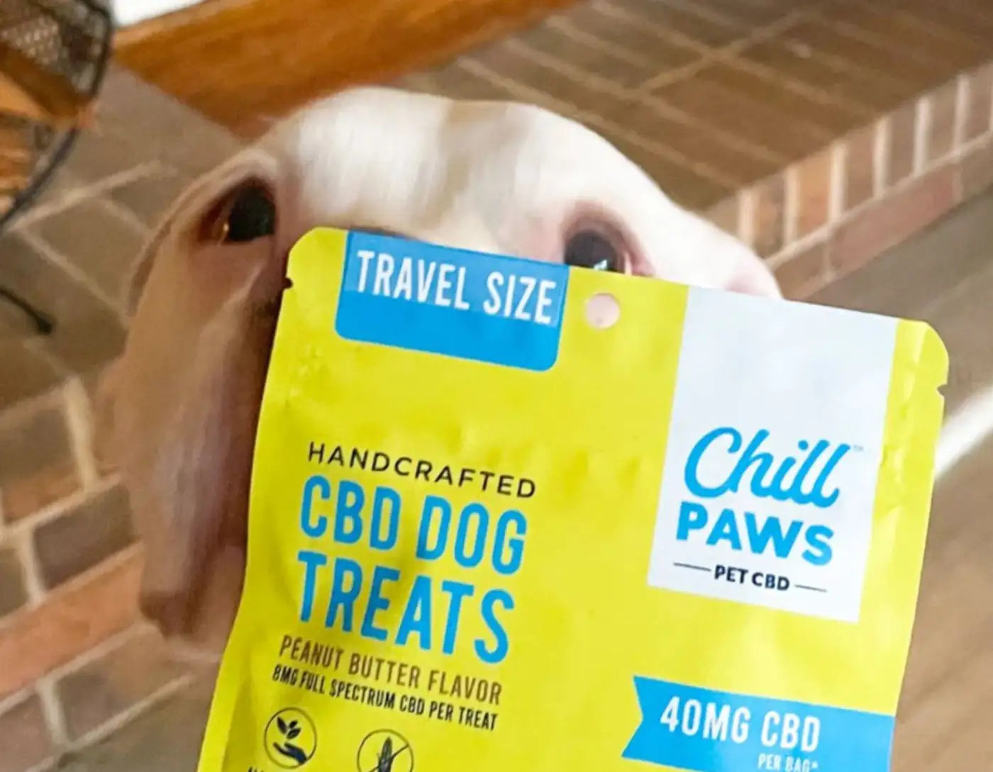 CBD treats for dogs anxiety