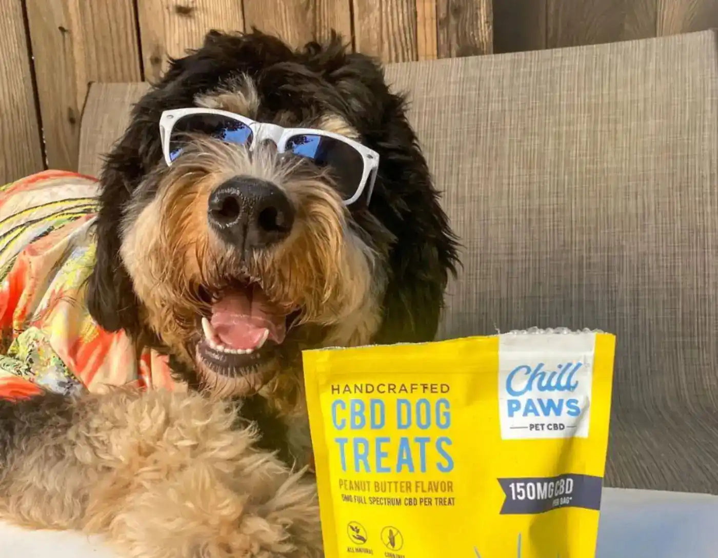 Tips for Using CBD Dog Treats During Trips Blog Chill Paws